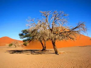 Namibia Dry Tree On Desert Wallpaper