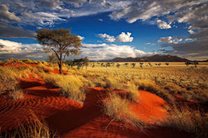 Namibia Namib Desert With Vegetation Wallpaper