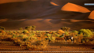 Namibia Oryx Animal Wallpaper