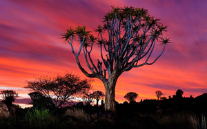 Namibia Purple And Orange Skies Wallpaper