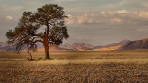 Namibia Savannah Wallpaper