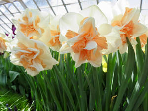 Narcissus Flowers Delnashaugh Wallpaper