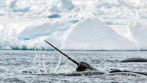 Narwhal's Emerging Tusk Wallpaper