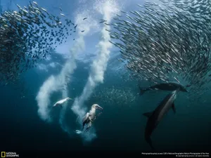 National Geographic Cape Gannet Wallpaper