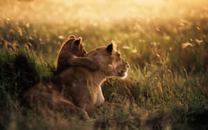 National Geographic Desktop In The Grass Wallpaper