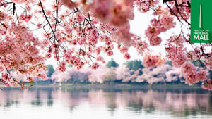 National Mall Cherry Blossom Daytime Wallpaper