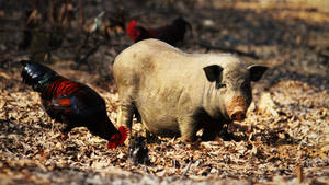 Native Pig And Roosters Wallpaper