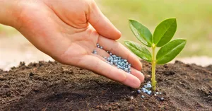 Natura Soil And Fresh Plant Wallpaper