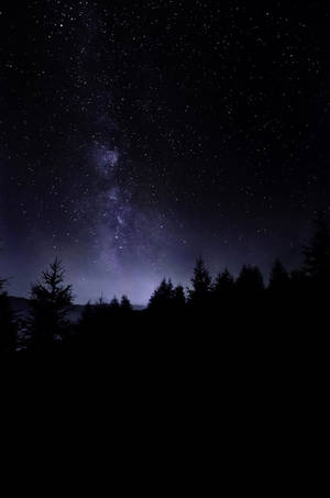 Natural Dark Forest With Starry Sky Wallpaper