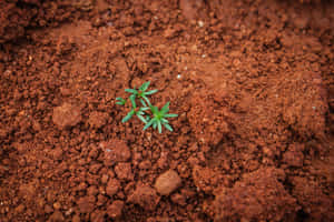 Natural Orange Dry Soil Wallpaper