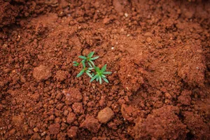 Natural Orange Dry Soil Wallpaper