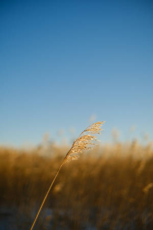 Nature Blur Photo Of Wheat Stem Wallpaper