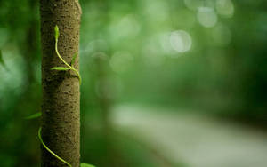 Nature Blur With Vine On Tree Trunk Wallpaper