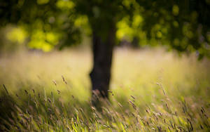 Nature Blurred Timothy Grass Field Wallpaper