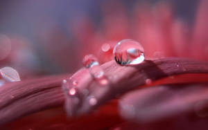 Nature Droplets Lg Stock Wallpaper