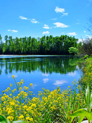 Nature Love And Pond Affection Wallpaper