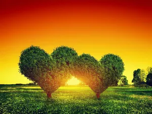 Nature Love Sunset Trees Wallpaper