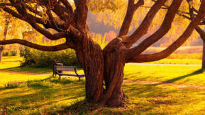 Nature Love Trees Hugging Wallpaper