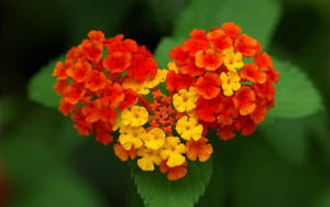 Nature Love West Indian Lantana Wallpaper