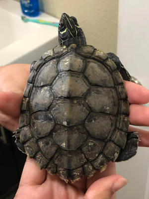 Nature Lover Holding A Mississippi Map Turtle Wallpaper