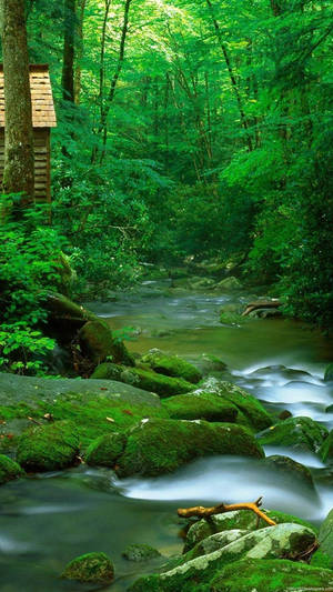 Nature Phone Creek Forest Wallpaper