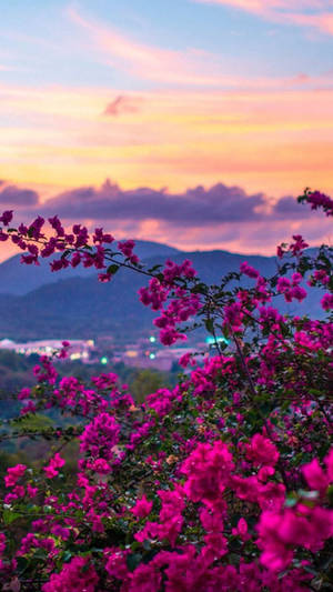Nature Phone Purple Flowers Sunset Wallpaper