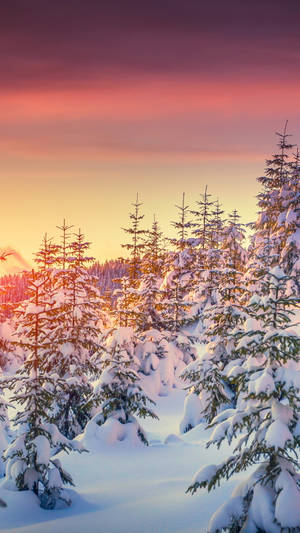 Nature Phone Snow Trees Wallpaper