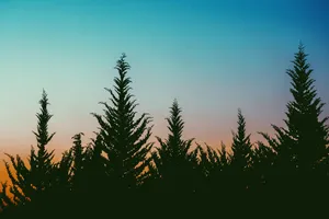 Nature's Beauty Is Aesthetic Wallpaper