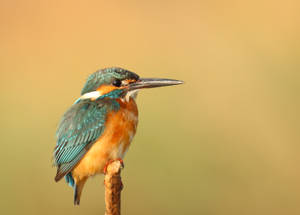 Nature's Captivating Beauty - A Close Look At A Bird Wallpaper