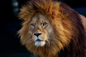 Nature's King - A Majestic Lion Wallpaper