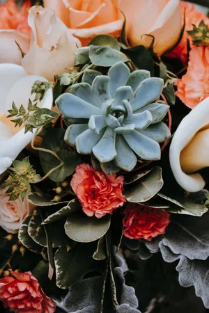 Nature's Touch: Aesthetic Plant Wallpaper For Your Phone Wallpaper