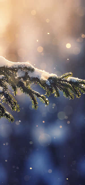 Nature's Winter Beauty In An Iphone Wallpaper