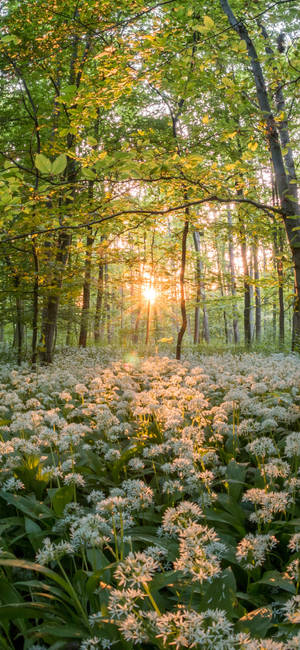 Nature White Flowers Iphone 13 Pro Wallpaper