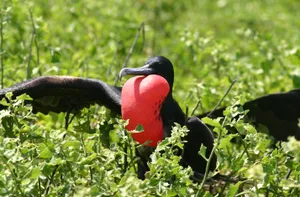 Nauru Frigate Bird Wallpaper