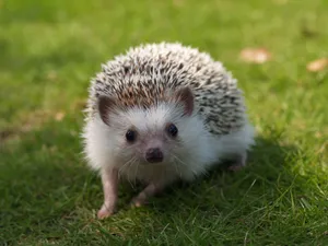 Need An Adorable Pick-me-up? Check Out This Cuddly, Cute Hedgehog! Wallpaper