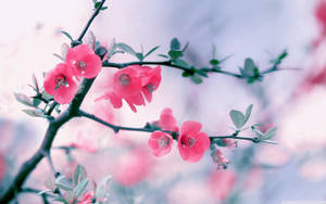 Neon Pink Spring Flowers Wallpaper