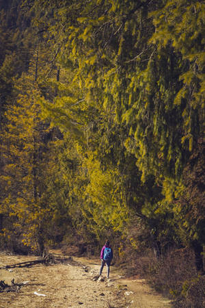 Nepal Rara National Park Trail Wallpaper