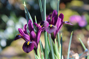 Netted Iris Flowers Wallpaper