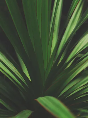 Never Wilt: Keep Your Garden Fresh With The New Plant Iphone! Wallpaper