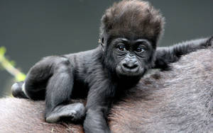 New Born Gorilla Wallpaper