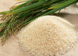 Newly Harvested And Refined White Rice Wallpaper