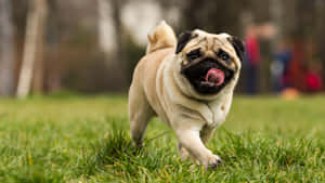 Nice Day With Pug Dog Wallpaper