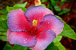 Night Fire Hibiscus Wallpaper