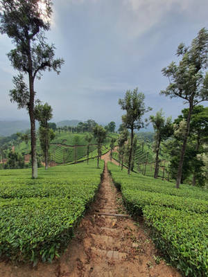 Nilgiri Tea Garden India Wallpaper