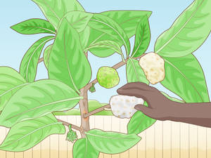 Noni Plant Animation Wallpaper