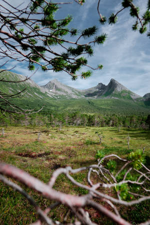 Nordic Forest Near Mountains Wallpaper