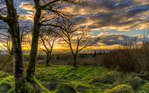 Northern Ireland Woodland Grass Sunset Wallpaper