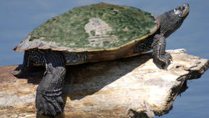 Northern Map Turtle Balances On Tree Branch Wallpaper