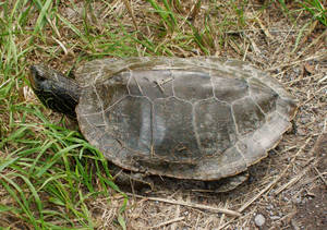 Northern Map Turtle Resting Wallpaper