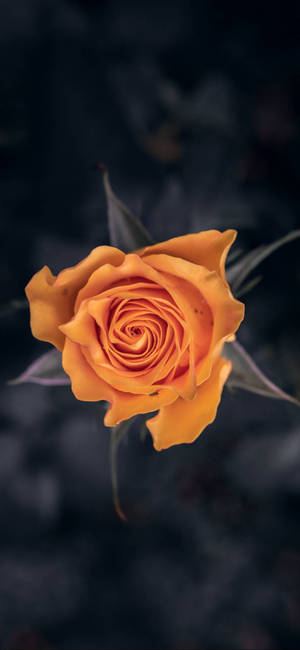 Note 10 Plus Orange Rose Wallpaper